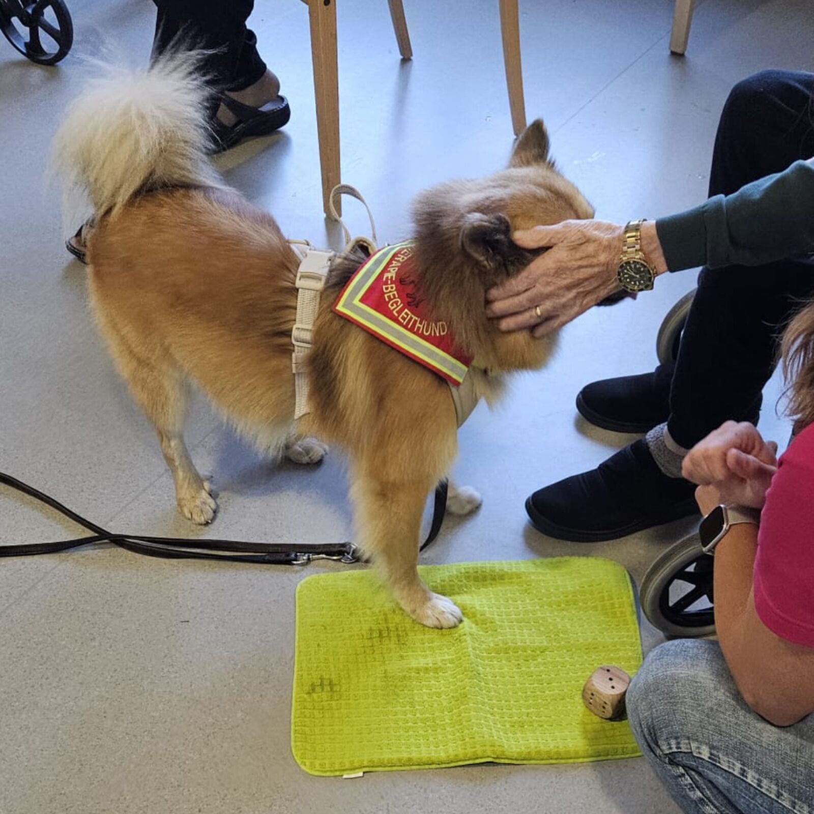 ADHS Therapiebegleithund ADHS Wellbeing